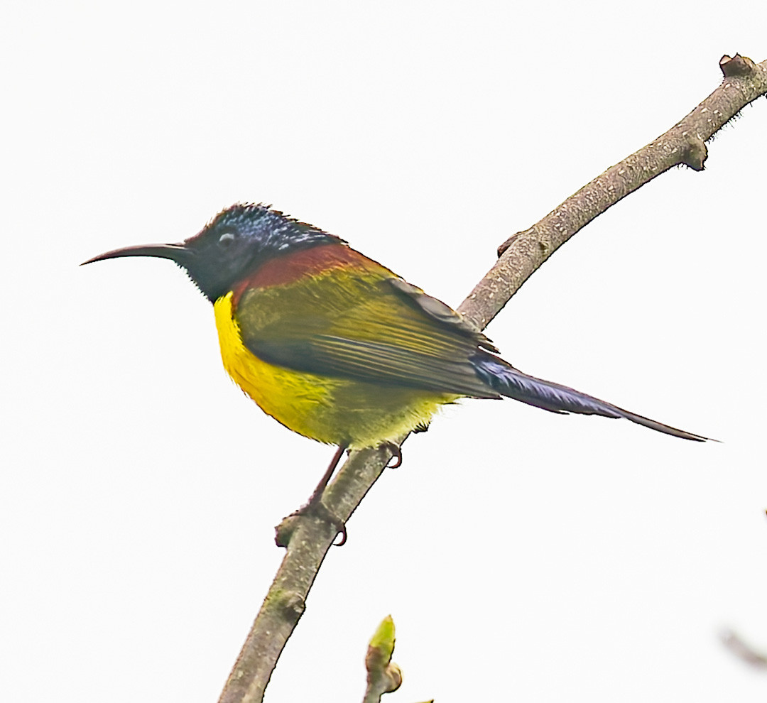 image Mrs. Gould's Sunbird